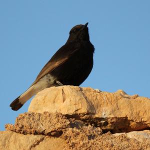 Black Wheatear