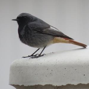 Black Redstart