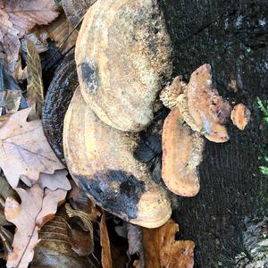 Thick-maze Oak polypore