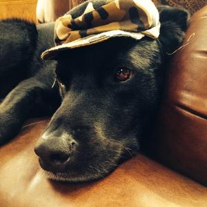 Retriever (Labrador)