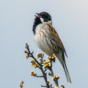 Reed Bunting