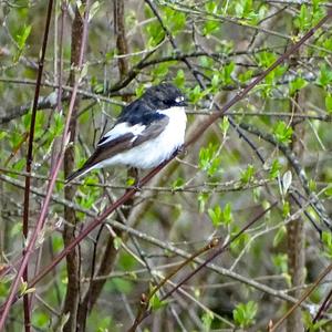 European Pied Flycatcher