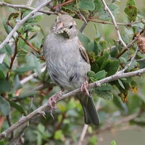 House Sparrow