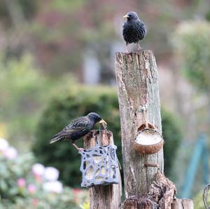 Common Starling