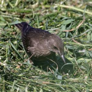 Common Starling