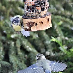 Blue Tit