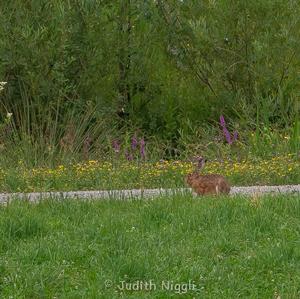 European Hare