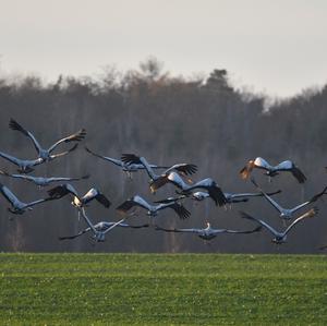 Common Crane