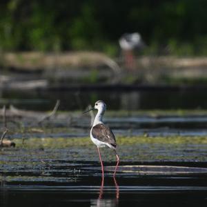 Black-winged Stilt