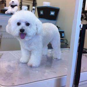 Bichon Frise