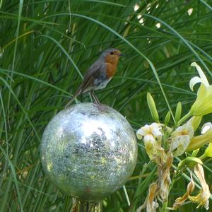 European Robin