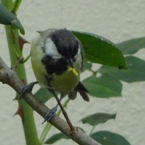 Great Tit