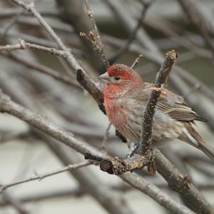 House Finch