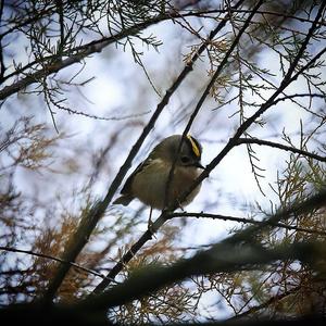 Goldcrest