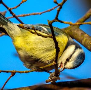 Blue Tit