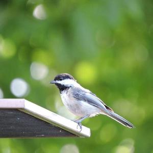 Black-capped Chickadee