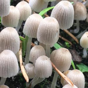 Non-inky Coprinus