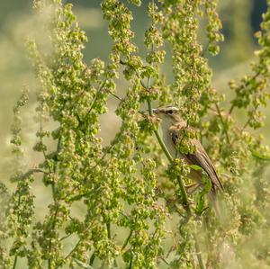 Sedge Warbler