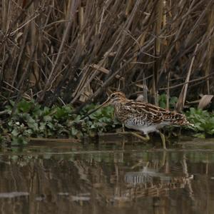 Common Snipe