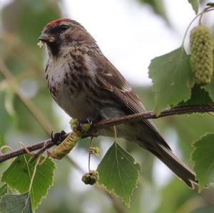 Common Redpoll