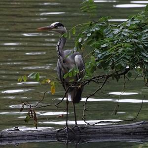 Grey Heron