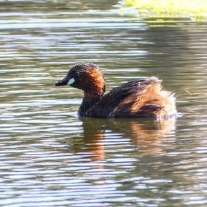 Little Grebe