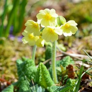 Frühlings-Schlüsselblume