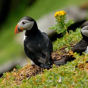 Atlantic Puffin