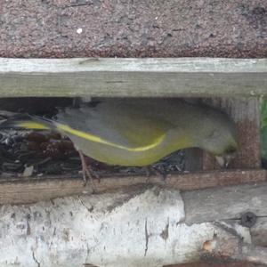 European Greenfinch