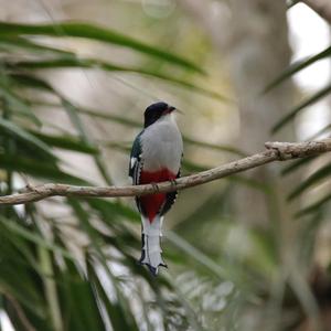 Cuban Trogon