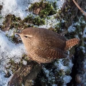 Winter Wren