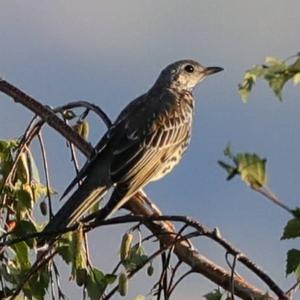 Mistle Thrush