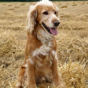 Spaniel (English Cocker)