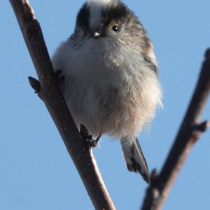 Long-tailed Tit