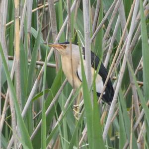 Little Bittern