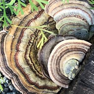 Turkey-tail