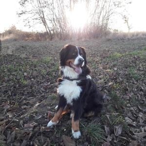 Bernese Mountain Dog