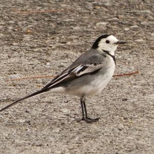 White Wagtail