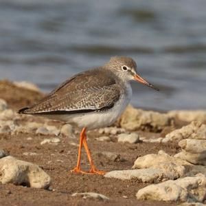 Common Redshank