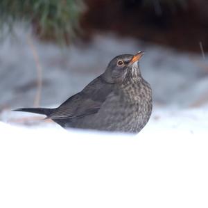 Eurasian Blackbird