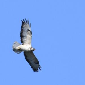 Common Buzzard