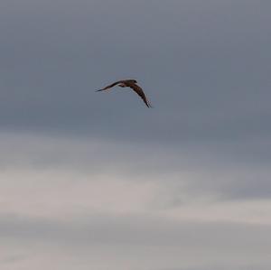 Western Marsh-harrier