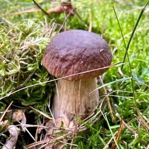 King Bolete