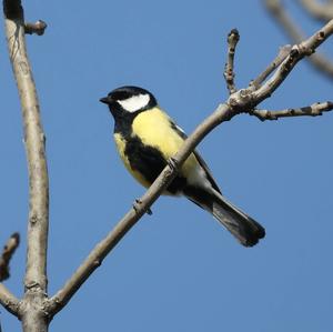 Great Tit