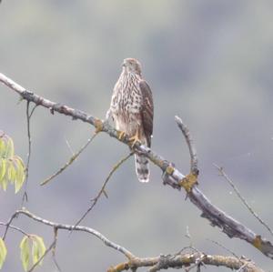 Common Buzzard