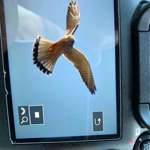 Common Kestrel