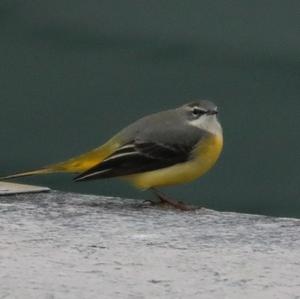 Grey Wagtail