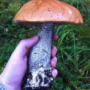 Orange Birch Bolete