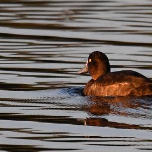 Common Pochard