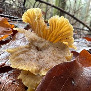 Trumpet Chanterelle